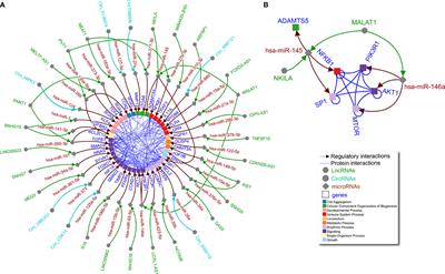 A Network Biology Approach to Understanding the Tissue-Specific Roles of Non-Coding RNAs in Arthritis